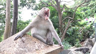 Monkeys Being Familiar With Living Beside Human Society 14 | Viral Monkey