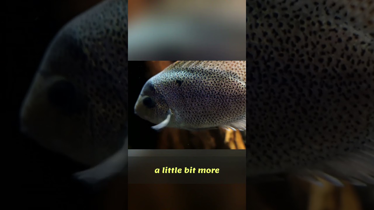 Amazing Vieja Fish: 12 Inch Beauties for Your Tank!