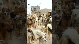 In War-Torn Iran, These Dogs Are Just Waiting to Be Fed