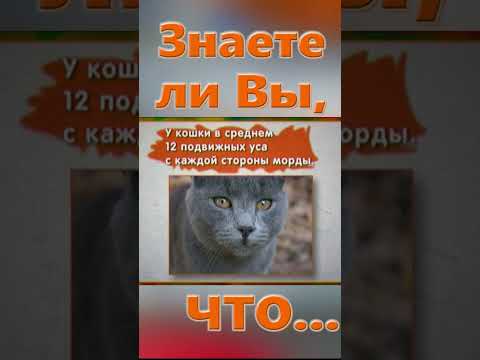 Знаете ли вы, Что? Кошка
