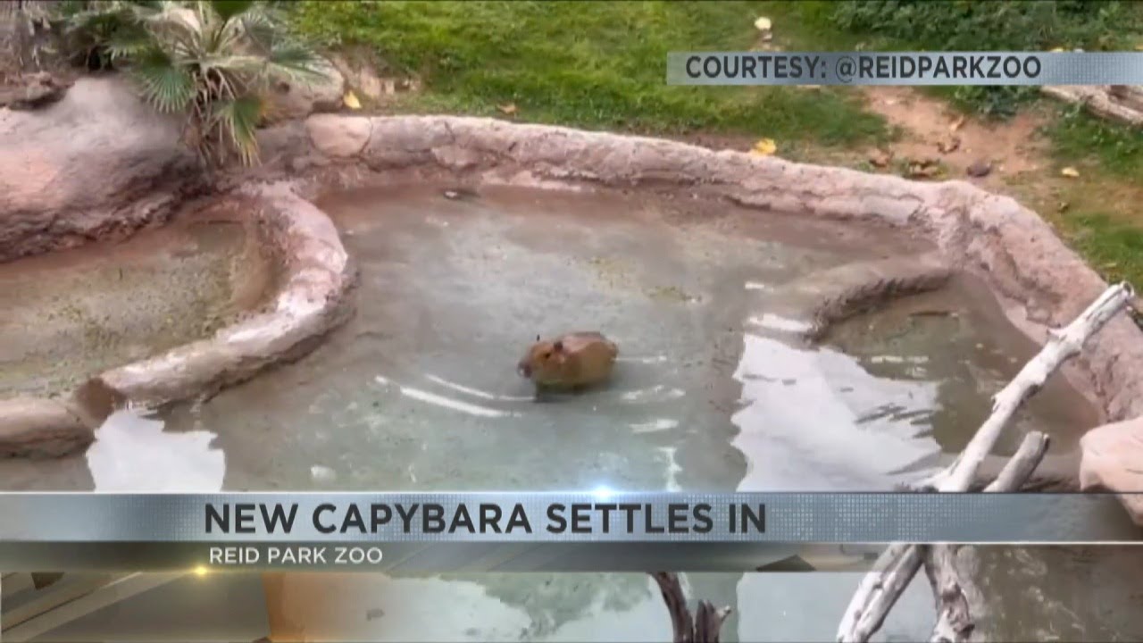 New capybara settles in at Reid Park Zoo