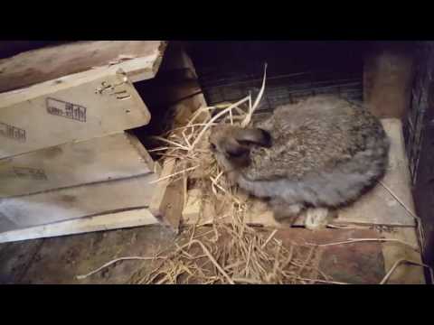 Rabbit Labor progression  ඇන්ගෝරා හාවා