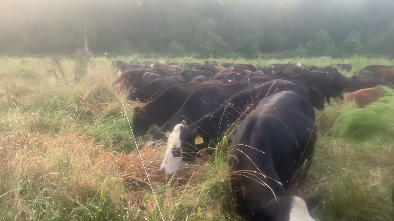 Ridiculous amount of forage! Brought to you by Nonselective grazing!