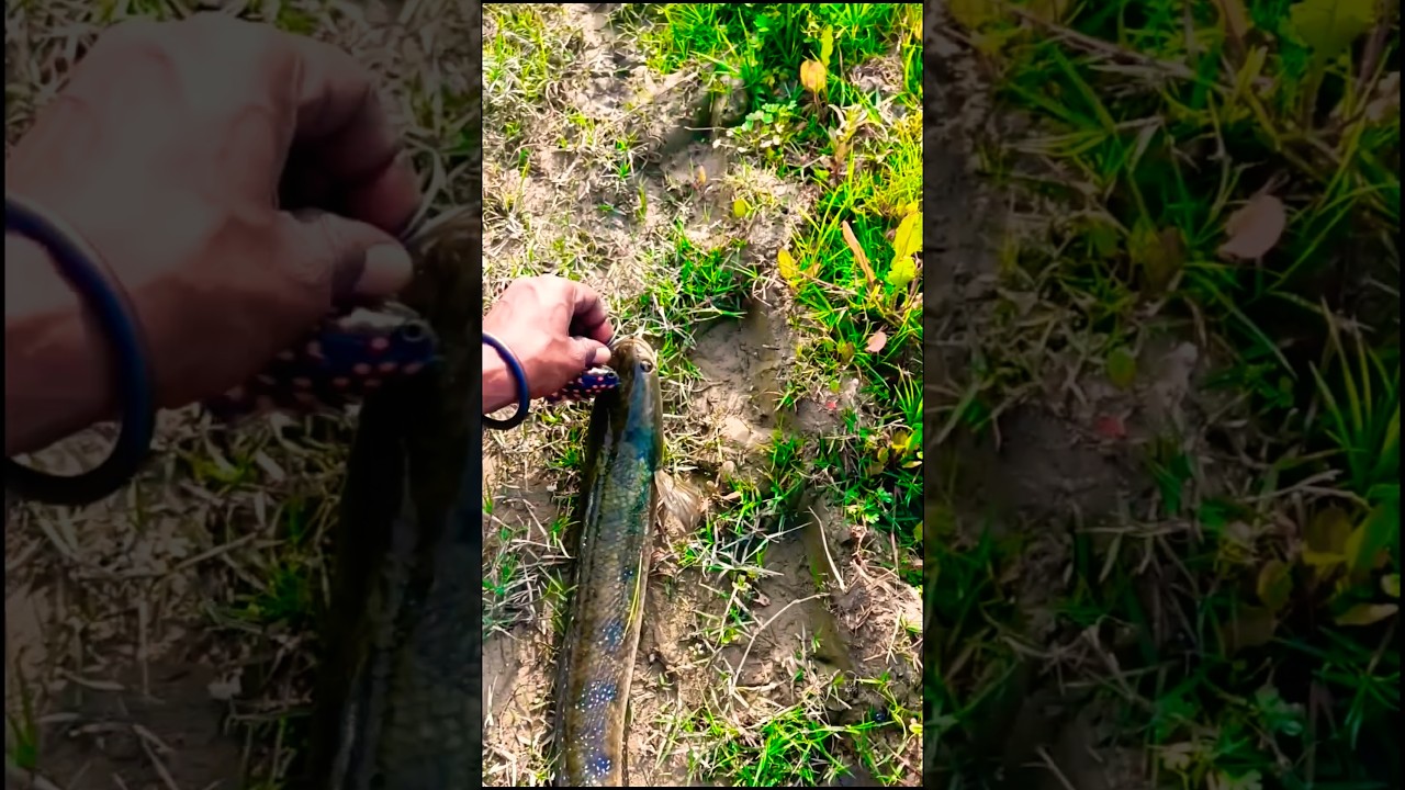 Maral fish ka Shikar firog fishing