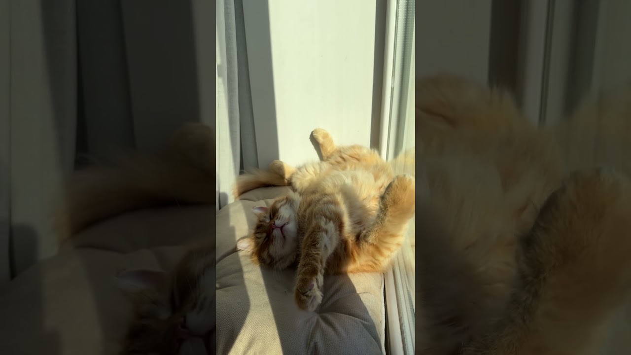 Підстилка для котів Tomas Cacao