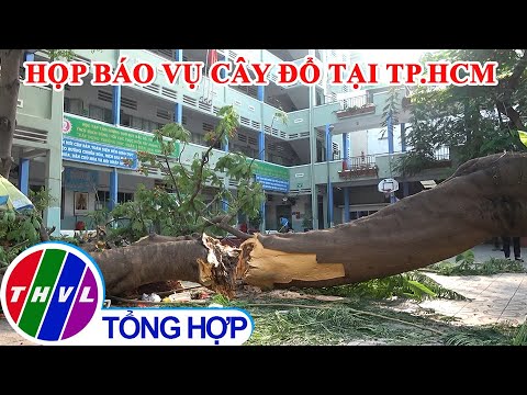 Video Họp báo vụ cây phượng ngã đổ trong sân trường khiến 1... - youtube
