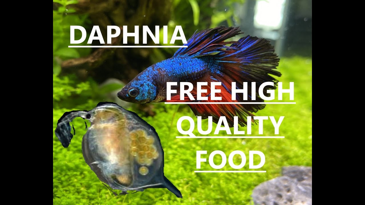 How to get FREE HIGH QUALITY fish food YouTube