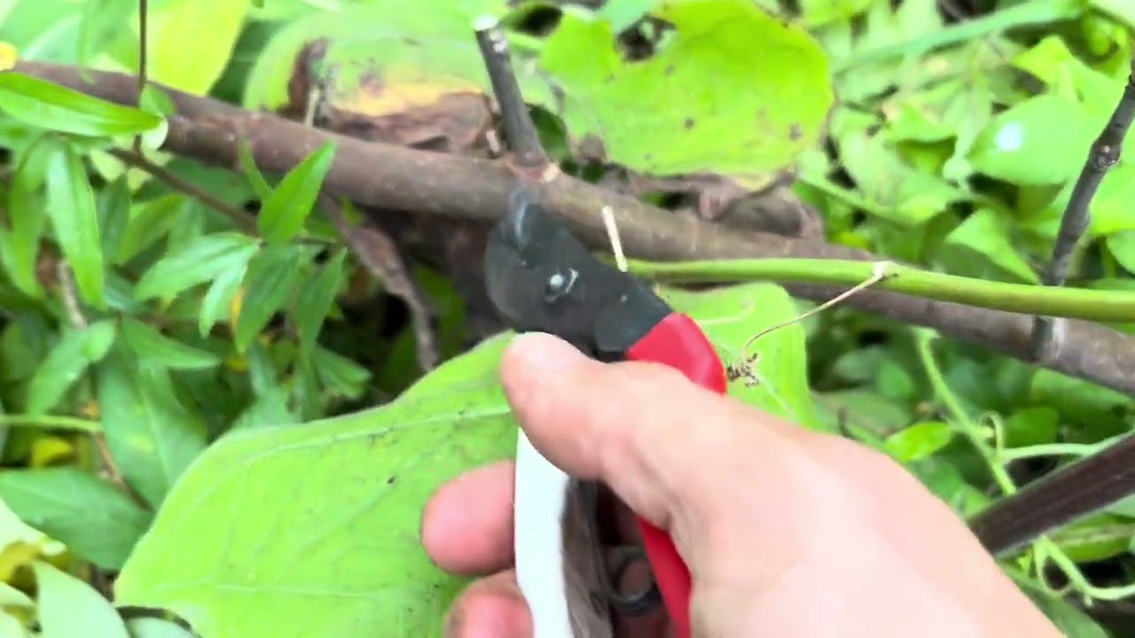 Step-over espalier for figs - a strategy for growing figs in cold climates 