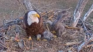 Kansas Eagles 3-26-26.  Ellie & Harvey Keep the Fish Coming; Adorable Osage & Kaw; + Feeding Clips!