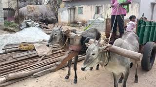 Milk Teeth Hallikar ox pair with Bullock cart of Farmer Suresh in Doddagaddenahalli, Basarallu Hobli