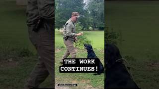 Why Dog Training Is a Marathon, Not a Sprint