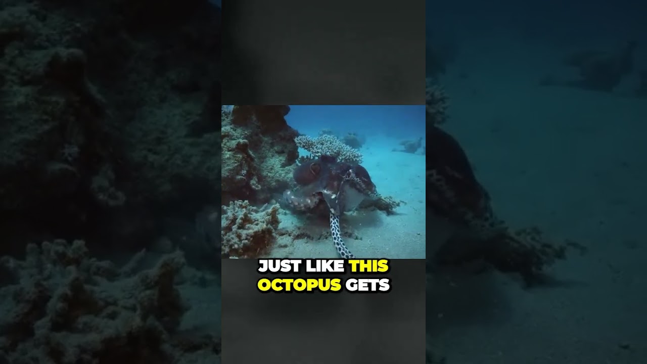 Uncovering the Shocking Truth: Moray Eels are Actually Fish!