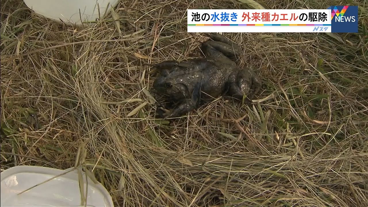 ため池で外来種のカエルを１４０匹以上捕獲 地元の高校生らが外来生物の駆除活動 年9月13日 Youtube
