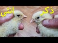 كيف نميز بين الذكر و الانثى في الكتاكيت الصغيرة بعمر ايام