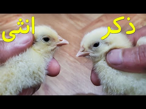 كيف نميز بين الذكر و الانثى في الكتاكيت الصغيرة بعمر ايام