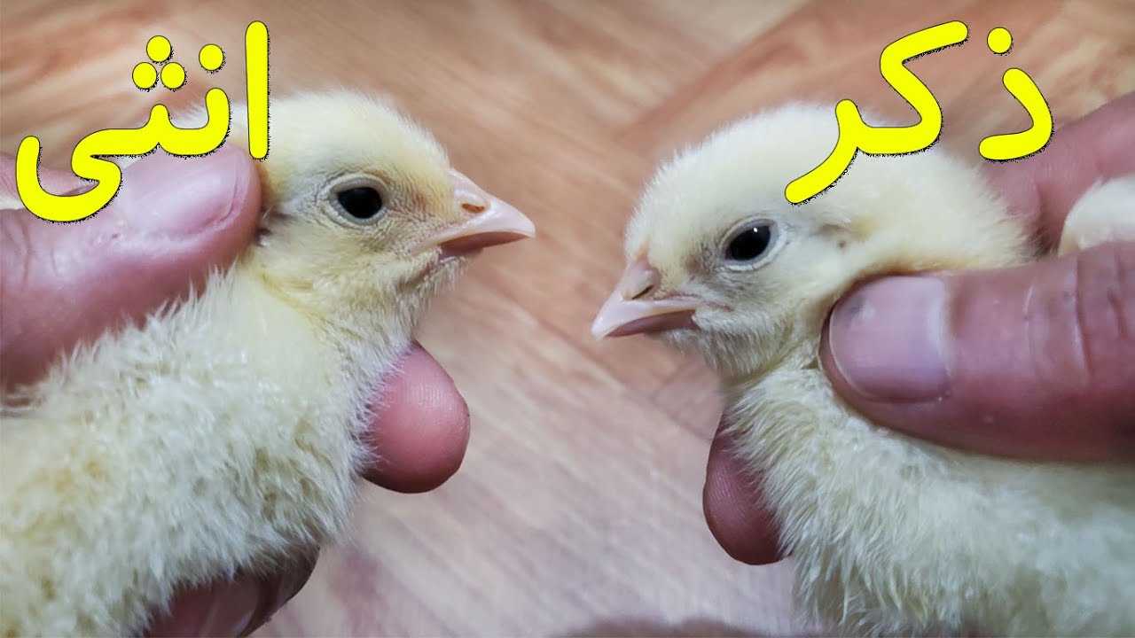 كيف نميز بين الذكر و الانثى في الكتاكيت الصغيرة بعمر ايام