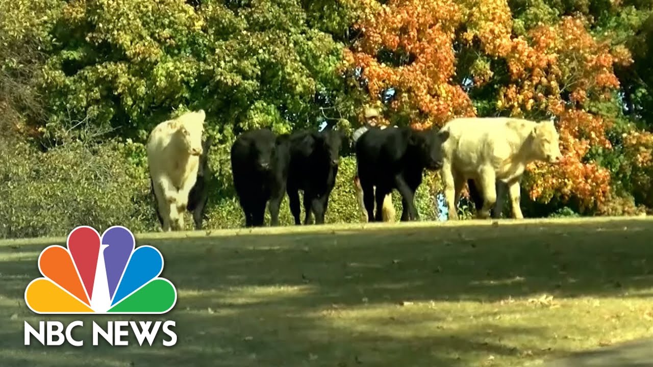 Cows Corralled After Escaping Semi-Truck Crash In Kentucky