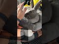 Christmas pets with rain #bunnybonding #bunnystory #bunnies #christmaspets