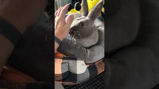 Christmas pets with rain #bunnybonding #bunnystory #bunnies #christmaspets