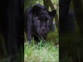 Wildlife#wildlife #shortvideos