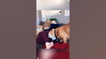 Dogs reaction to farting noises#funny #anmals #youtube #funnydog #dog