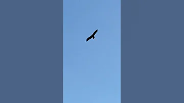 Коршун или ястреб