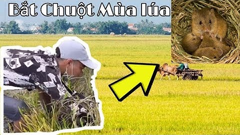Bắt chuột đồng mùa cắt lúa | | Bạc Liêu Vlogs