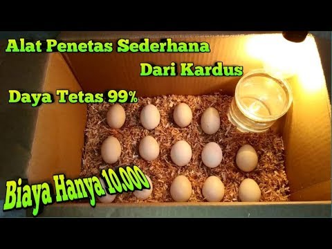 Video: Cara Menyediakan Ayam Untuk Menetas Telur