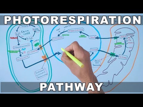 Video: V které organele dochází během fotorespirace ke ztrátě CO2?