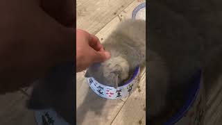 Adorable Kitten Falls Asleep Right In Food Bowl! #Cats #Shorts #Kittens