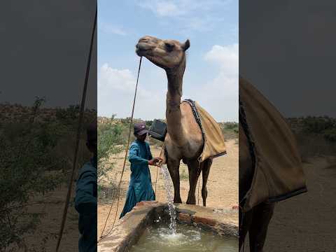 ٱل ف ت ى ٱل ق ر و ي ي ف ر غ ٱل م اء ف ي ٱل خ ز ان ب ع د أ ن م ل أ ه ع ل ى ٱل ج م ل و ه ذ