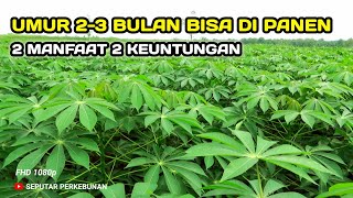 TANAMAN SINGKONG UMUR 2-3 BULAN BISA DI PANEN