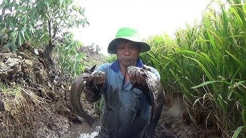 Bắt cá lóc đồng trên ruộng lúa | Catch snakehead fish in rice fields