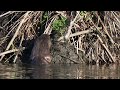 North American Beaver piles sticks and material on its lodge while a Canada Goose sleeps on it