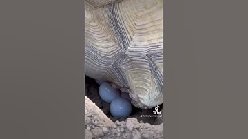 Crazy I walked out just In time #tortoise #tortoises #tortoisebabies #egglaying #reptiles #baby