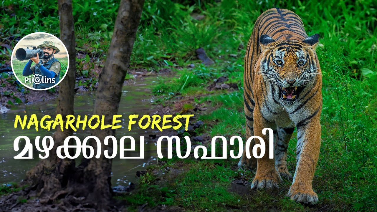 മഴക്കാലത്തെ കാട് | Kabini forest safari in monsoon | Nagarhole National Park 4K