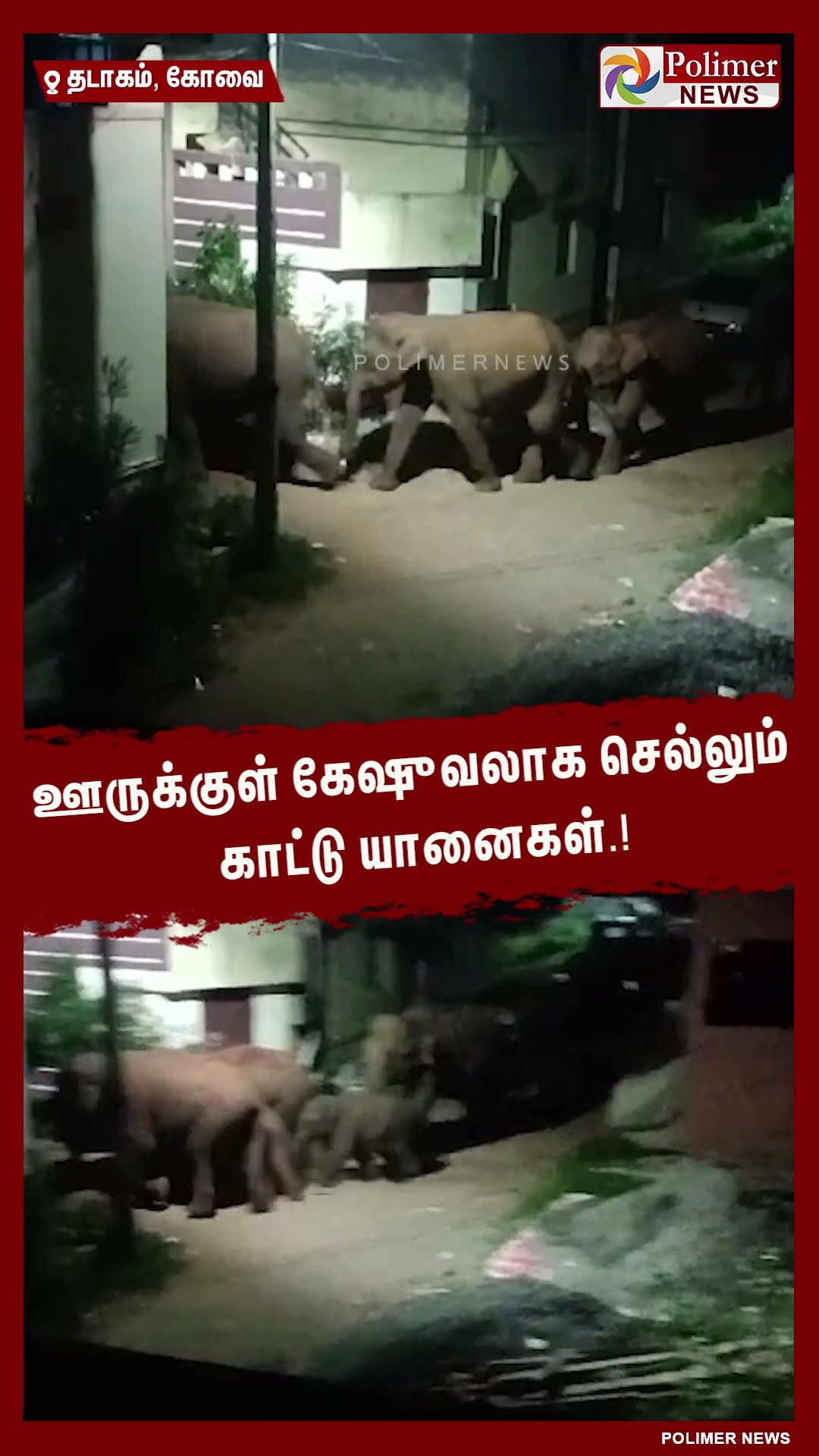 ஊருக்குள் கேஷுவலாக செல்லும் காட்டு யானைகள்.! #shorts