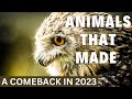 Nature&#39;s Triumph: 5 Animal Species That Made a Comeback in 2023!