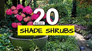 20 Colorful Shade-Loving Shrubs to Transform Your Garden