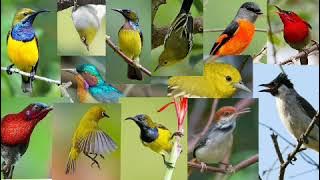 SUARA PIKAT ANDALAN PALING JOSS! UNTUK SEGALA JENIS BURUNG || DURASI PENDEK