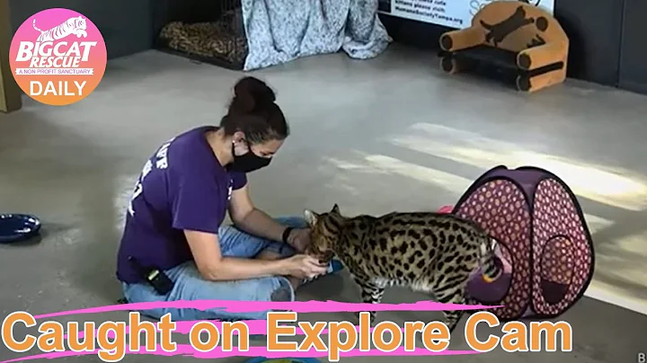 Video 1024861: big savannah cat, big cat rescue, big house cats