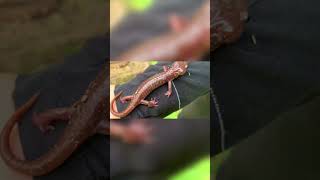 Check Out How The Tree-Climbing Salamander Walks So Majestic...