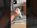 こねこの破壊力