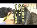 【行列待ちする猫】マタタビ入りのおもちゃの破壊力が半端ない件