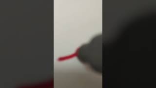 I Dont Know What To Shoot, Let It Be Here Alosto The Cat