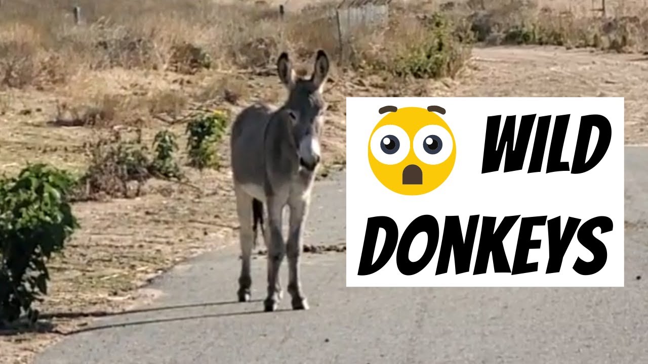 Wild Donkeys In California Riverside Donkeys YouTube