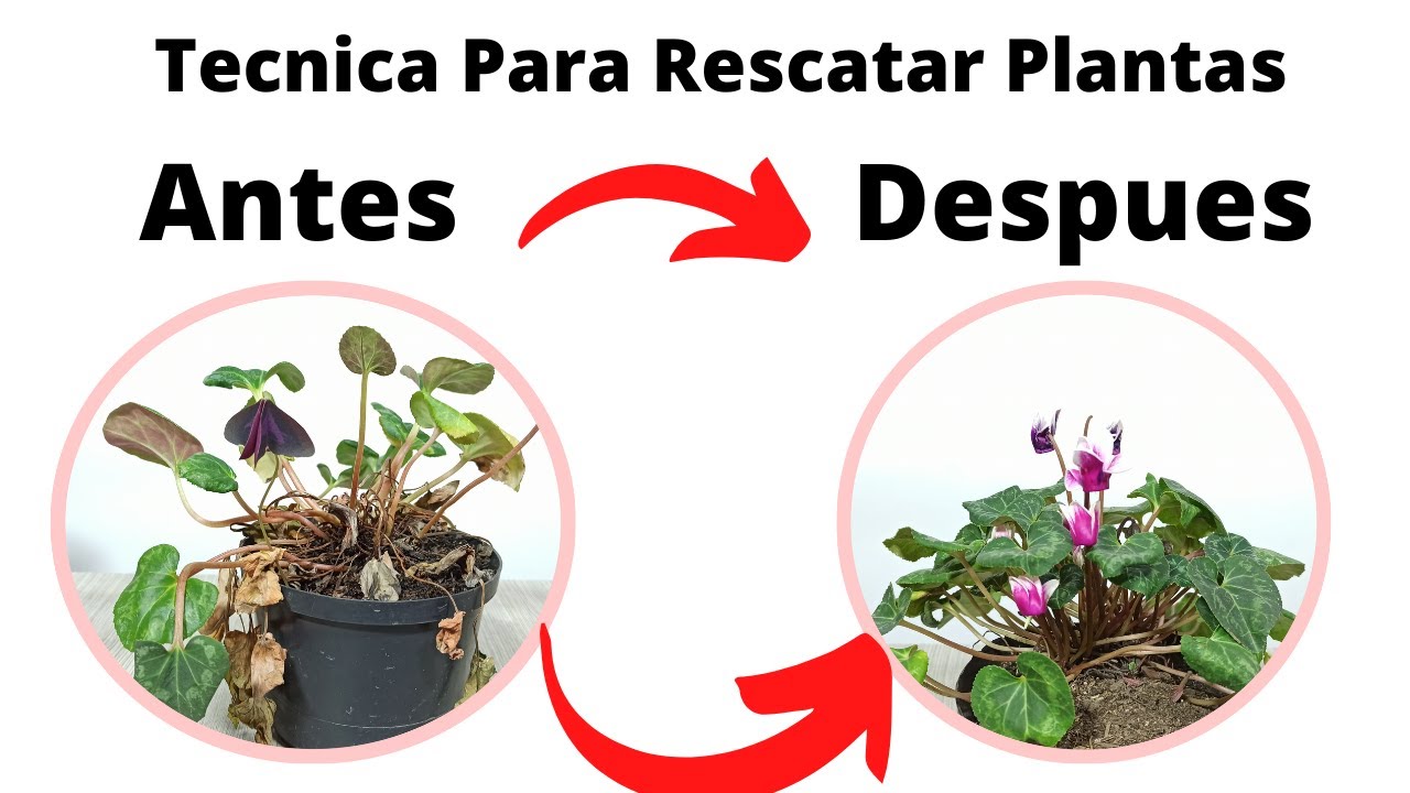 Tecnica para rescatar violeta de los alpes
