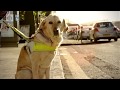 Police scotland guide dog attacks