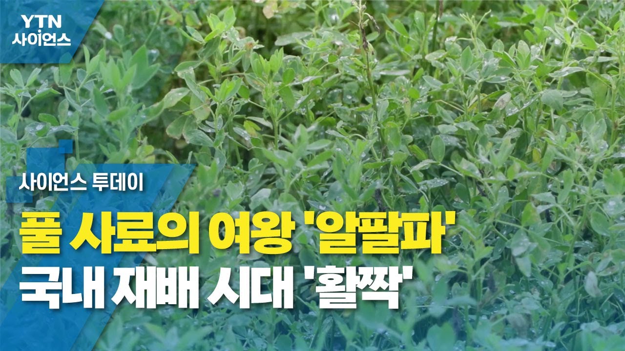 풀 사료의 여왕 '알팔파' 국내 재배 시대 '활짝' / YTN 사이언스 - YouTube