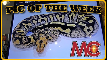 MC Pic Of The Week!! Amazing Breeding Making Amazing Ball Pythons
